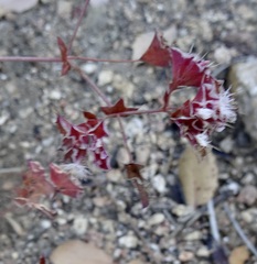 Sidotheca emarginata