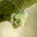 Ragweed Gall Mite - Photo (c) Carol Blaney, some rights reserved (CC BY-NC), uploaded by Carol Blaney