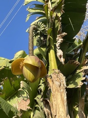 Musa basjoo