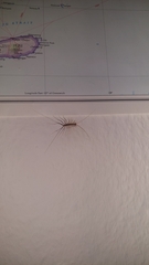 Scutigera coleoptrata