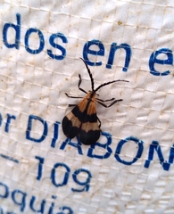 Calopteron