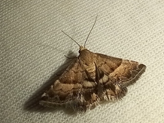 Pseudozarba bipartita