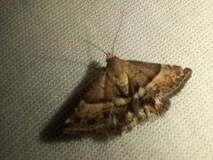 Pseudozarba bipartita