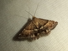 Pseudozarba bipartita