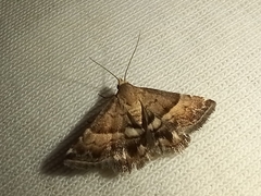 Pseudozarba bipartita