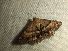 Pseudozarba bipartita