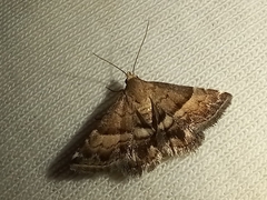 Pseudozarba bipartita