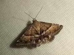 Pseudozarba bipartita