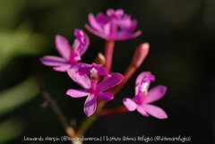 Epidendrum denticulatum