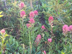 Castilleja parviflora oreopola