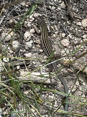 Aspidoscelis neomexicanus