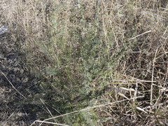 Baccharis coridifolia