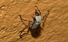 Macrodactylus ocreatus