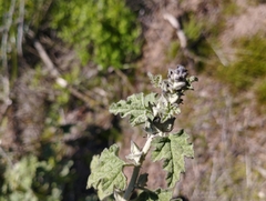 Sphaeralcea obtusiloba