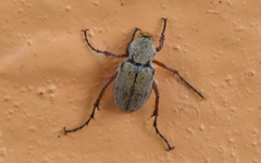 Macrodactylus ocreatus