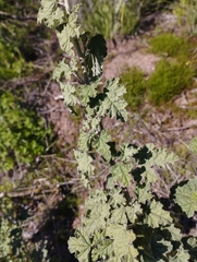 Sphaeralcea obtusiloba