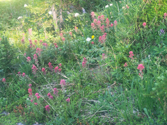 Castilleja parviflora oreopola