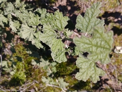 Sphaeralcea obtusiloba