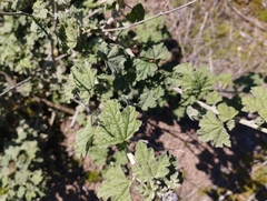 Sphaeralcea obtusiloba