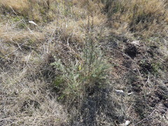 Baccharis coridifolia