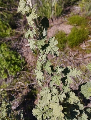Sphaeralcea obtusiloba