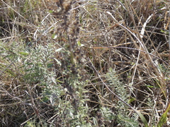 Baccharis coridifolia