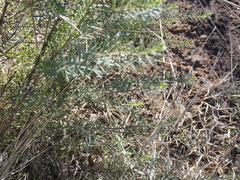 Baccharis coridifolia