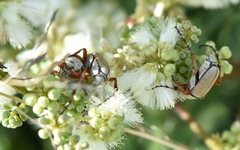 Macrodactylus ocreatus