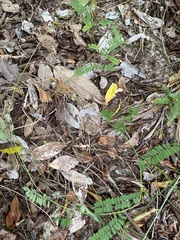 Abrus precatorius africanus