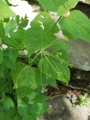 Taenidia