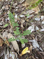 Abrus precatorius africanus