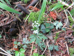 Sanicula petagnioides