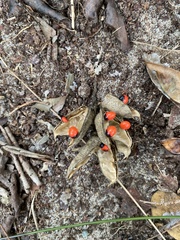 Abrus precatorius africanus