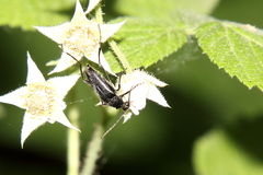 Typocerus lugubris