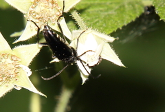 Typocerus lugubris