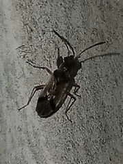 Pseudopachybrachius vinctus