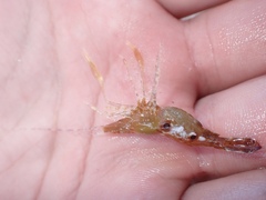 Leander tenuicornis