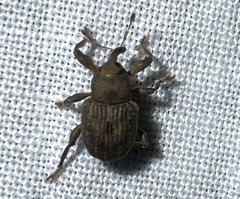 Neochetina eichhorniae