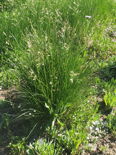 greenleaf fescue (Festuca viridula)