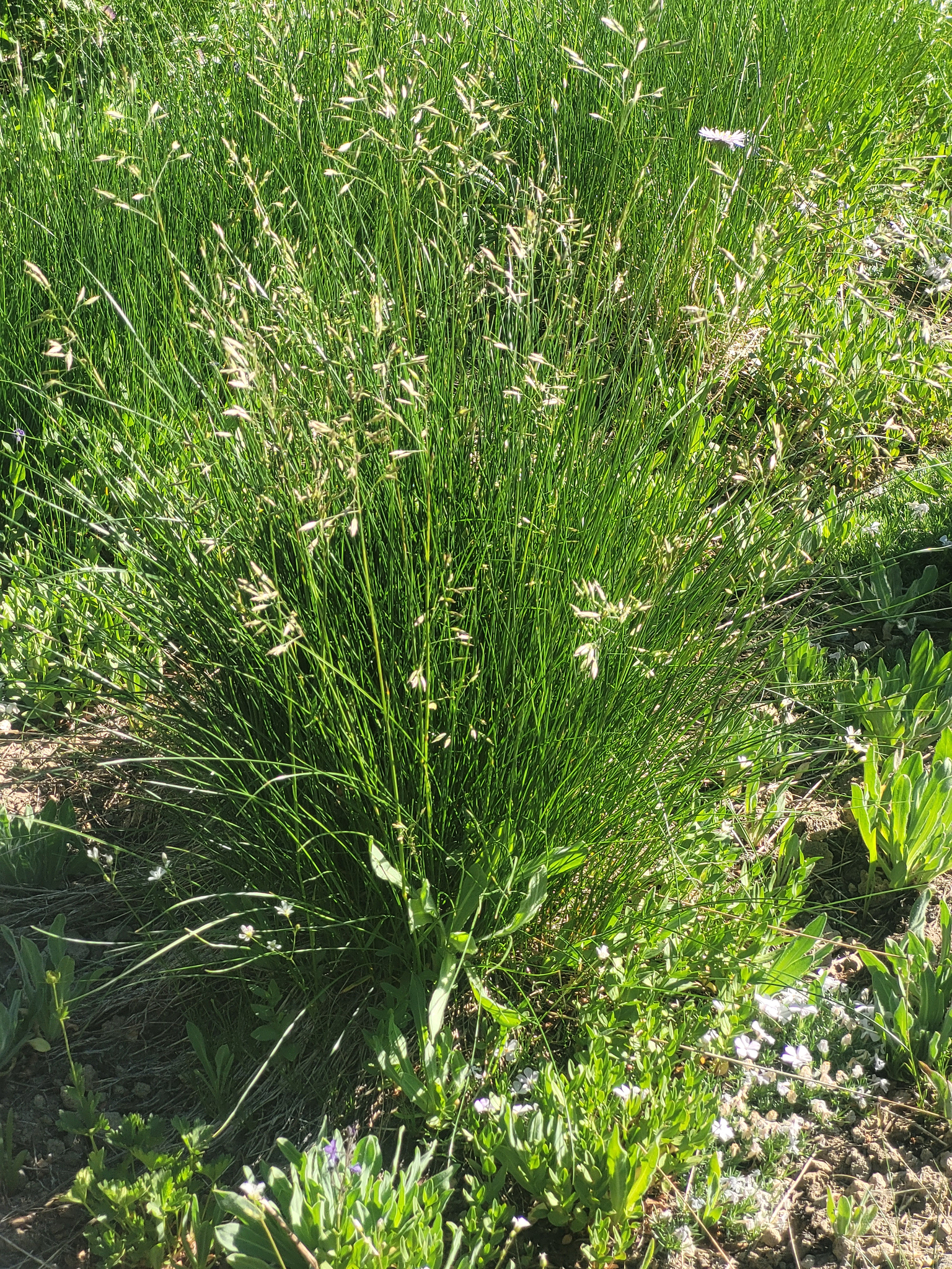Festuca viridula