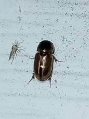 Labarrus cincticulus