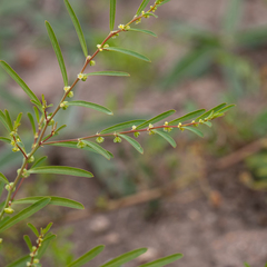 Phyllanthus maderaspatensis