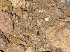 Cyphomyrmex wheeleri