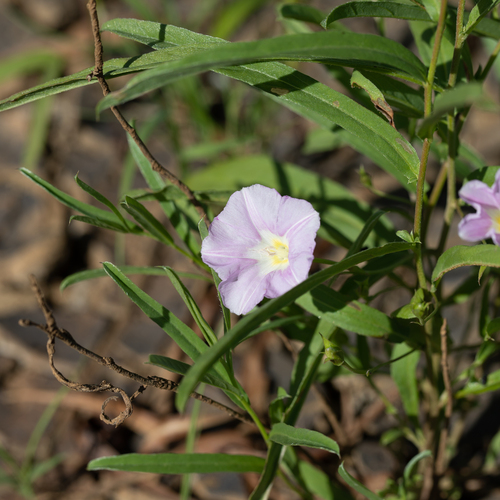 Polymeria longifolia