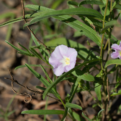 Polymeria longifolia