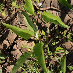 Ipomoea lonchophylla