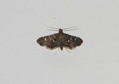 Diathrausta reconditalis
