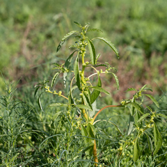 Amaranthus mitchellii