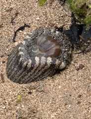 Bunodosoma granuliferum