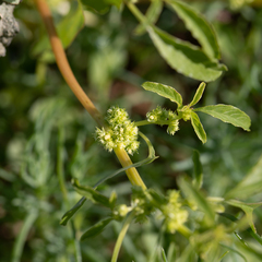 Amaranthus mitchellii